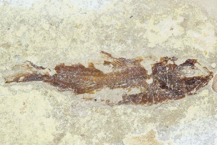 Bargain, Cretaceous Fossil Fish (Armigatus) - Lebanon #110837
